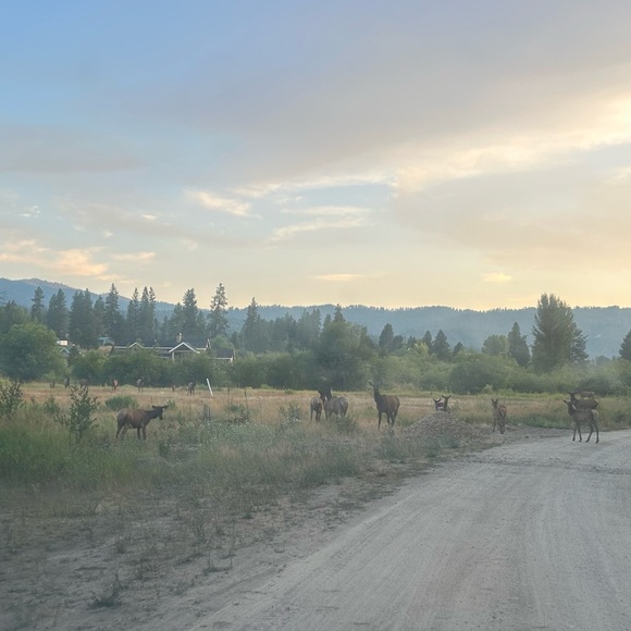 Morning commute with the elk! - Picture 4 of 5